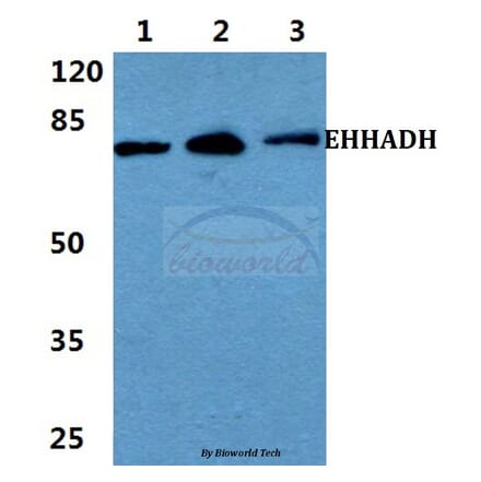 Anti-EHHADH Antibody from Bioworld Technology (BS5839) - Antibodies.com