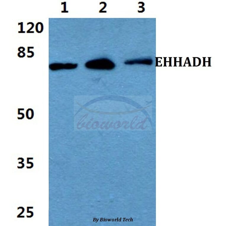 Anti-EHHADH Antibody from Bioworld Technology (BS5839) - Antibodies.com