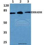 Anti-EHHADH Antibody from Bioworld Technology (BS5839) - Antibodies.com