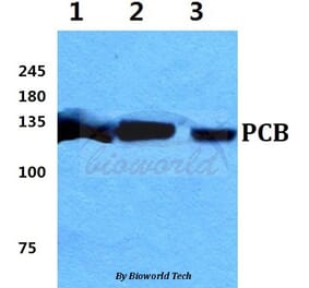 Anti-PCB Antibody from Bioworld Technology (BS5841) - Antibodies.com