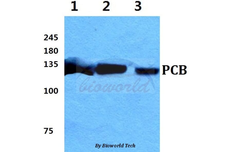 Anti-PCB Antibody from Bioworld Technology (BS5841) - Antibodies.com