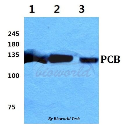 Anti-PCB Antibody from Bioworld Technology (BS5841) - Antibodies.com