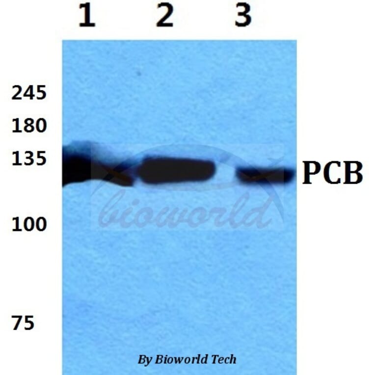 Anti-PCB Antibody from Bioworld Technology (BS5841) - Antibodies.com