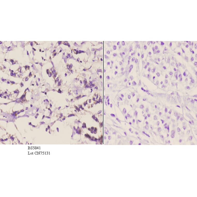 Anti-PCB Antibody from Bioworld Technology (BS5841) - Antibodies.com