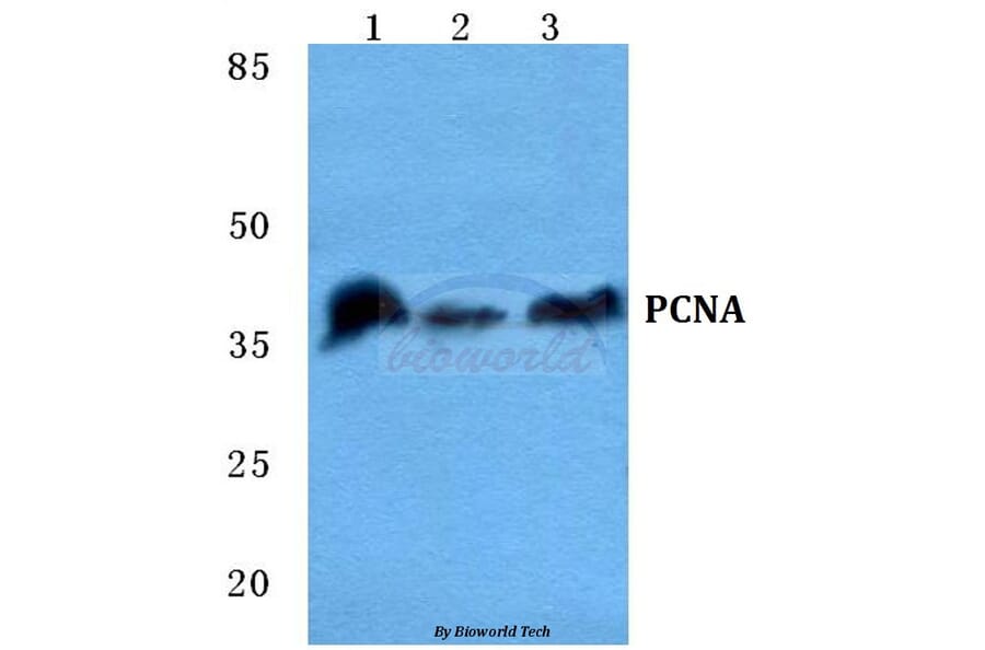 Anti-PCNA Antibody from Bioworld Technology (BS5842) - Antibodies.com