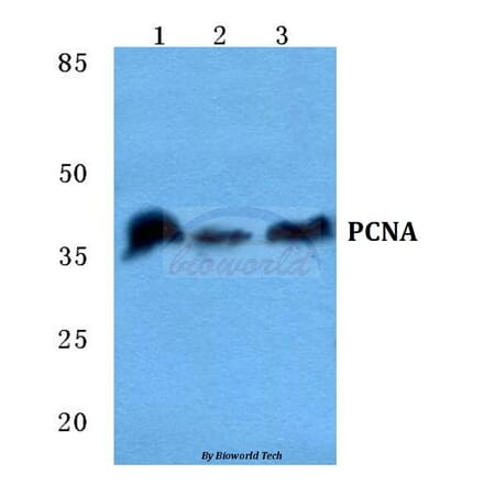 Anti-PCNA Antibody from Bioworld Technology (BS5842) - Antibodies.com