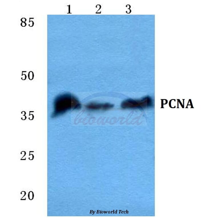Anti-PCNA Antibody from Bioworld Technology (BS5842) - Antibodies.com