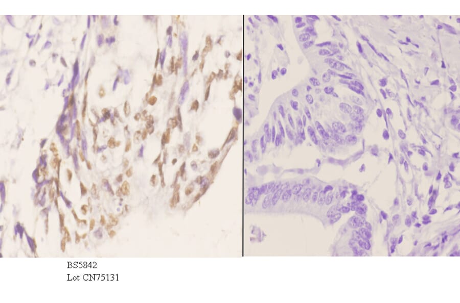 Anti-PCNA Antibody from Bioworld Technology (BS5842) - Antibodies.com