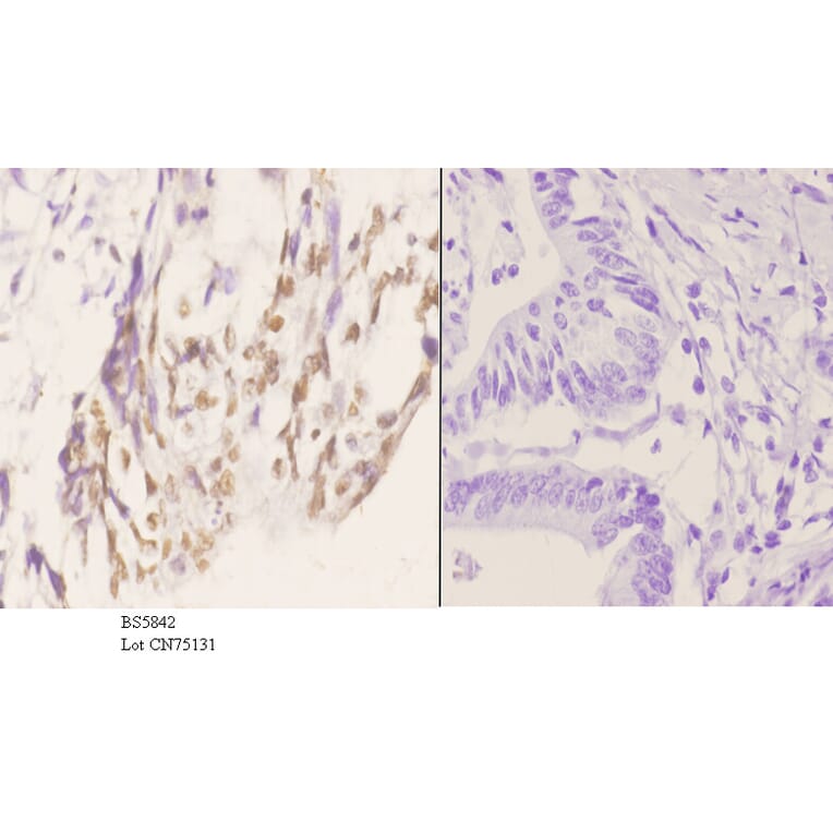 Anti-PCNA Antibody from Bioworld Technology (BS5842) - Antibodies.com