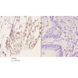 Anti-PCNA Antibody from Bioworld Technology (BS5842) - Antibodies.com