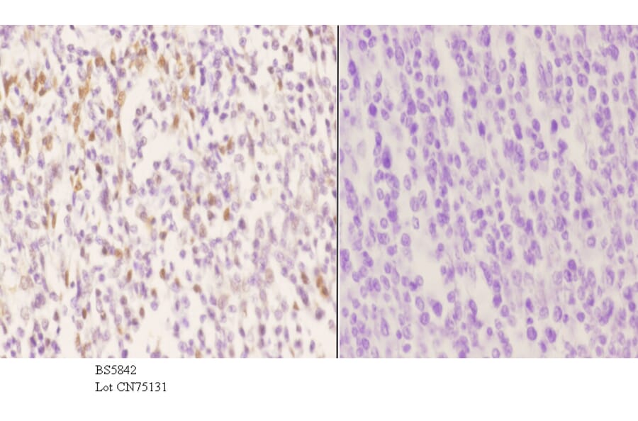 Anti-PCNA Antibody from Bioworld Technology (BS5842) - Antibodies.com
