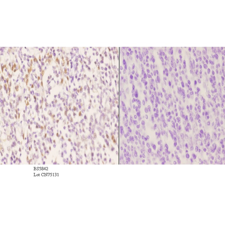 Anti-PCNA Antibody from Bioworld Technology (BS5842) - Antibodies.com