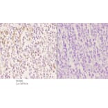 Anti-PCNA Antibody from Bioworld Technology (BS5842) - Antibodies.com