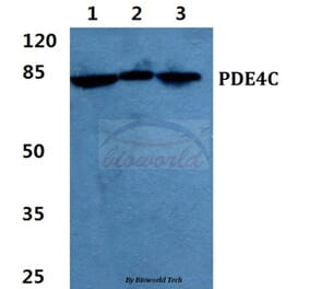 Anti-PDE4C Antibody from Bioworld Technology (BS5844) - Antibodies.com