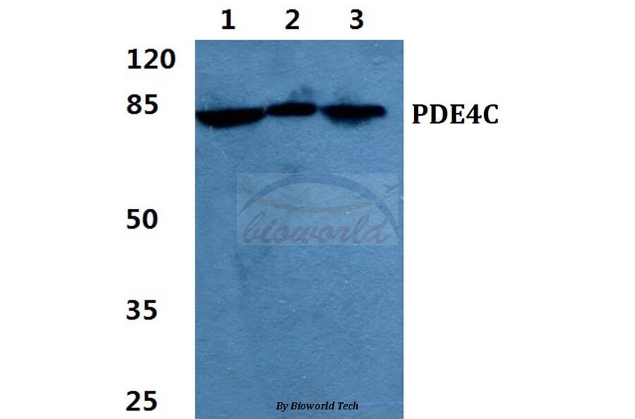 Anti-PDE4C Antibody from Bioworld Technology (BS5844) - Antibodies.com
