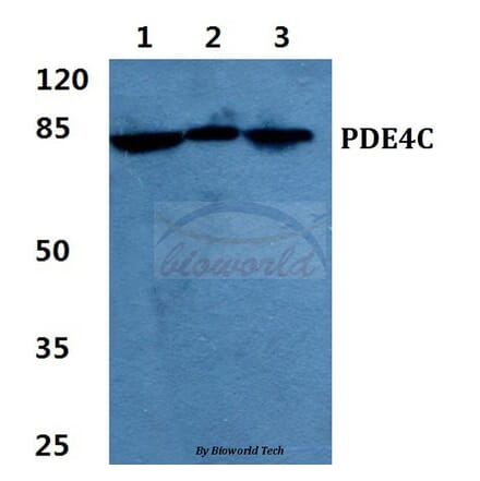 Anti-PDE4C Antibody from Bioworld Technology (BS5844) - Antibodies.com