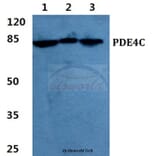 Anti-PDE4C Antibody from Bioworld Technology (BS5844) - Antibodies.com