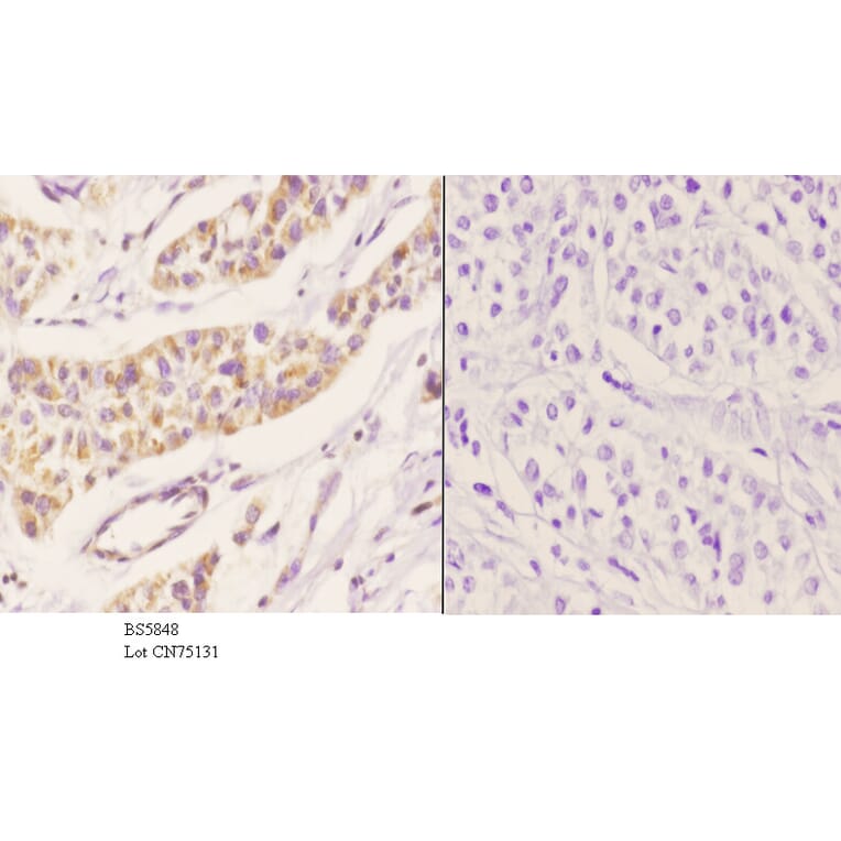 Anti-Peroxin-11B Antibody from Bioworld Technology (BS5848) - Antibodies.com