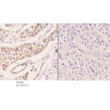 Anti-Peroxin-11B Antibody from Bioworld Technology (BS5848) - Antibodies.com