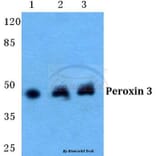 Anti-Peroxin 3 Antibody from Bioworld Technology (BS5849) - Antibodies.com