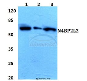 Anti-N4BP2L2 Antibody from Bioworld Technology (BS5850) - Antibodies.com