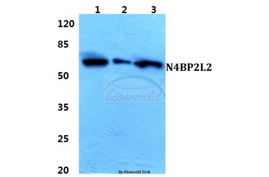 Anti-N4BP2L2 Antibody from Bioworld Technology (BS5850) - Antibodies.com