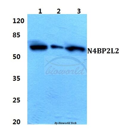 Anti-N4BP2L2 Antibody from Bioworld Technology (BS5850) - Antibodies.com