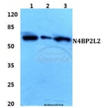 Anti-N4BP2L2 Antibody from Bioworld Technology (BS5850) - Antibodies.com