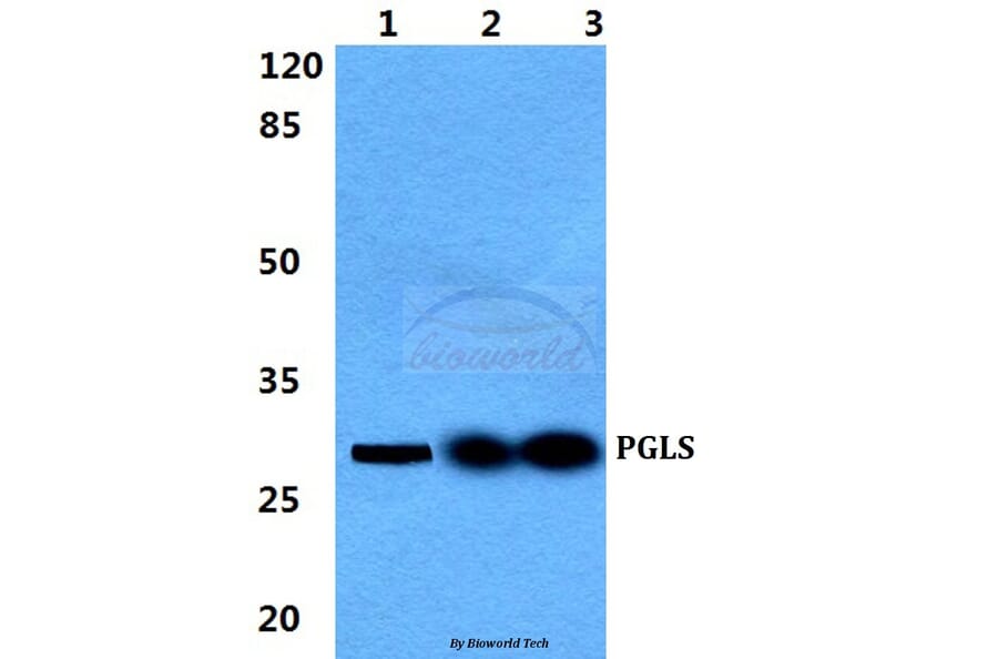 Anti-PGLS Antibody from Bioworld Technology (BS5852) - Antibodies.com