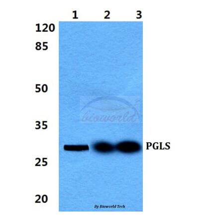 Anti-PGLS Antibody from Bioworld Technology (BS5852) - Antibodies.com