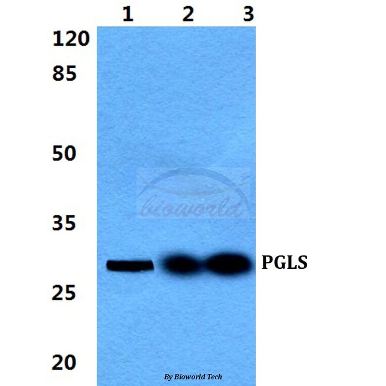 Anti-PGLS Antibody from Bioworld Technology (BS5852) - Antibodies.com