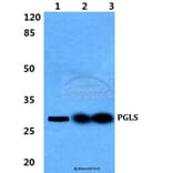 Anti-PGLS Antibody from Bioworld Technology (BS5852) - Antibodies.com