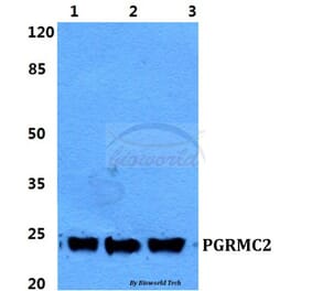 Anti-PGRMC2 Antibody from Bioworld Technology (BS5853) - Antibodies.com