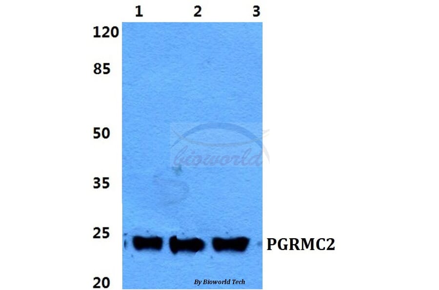Anti-PGRMC2 Antibody from Bioworld Technology (BS5853) - Antibodies.com