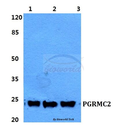 Anti-PGRMC2 Antibody from Bioworld Technology (BS5853) - Antibodies.com
