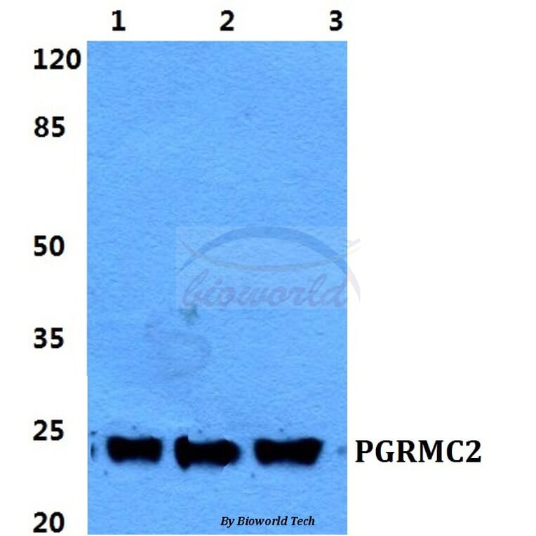 Anti-PGRMC2 Antibody from Bioworld Technology (BS5853) - Antibodies.com