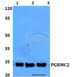Anti-PGRMC2 Antibody from Bioworld Technology (BS5853) - Antibodies.com