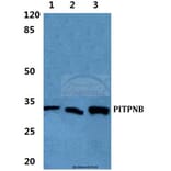 Anti-PITPNB Antibody from Bioworld Technology (BS5858) - Antibodies.com