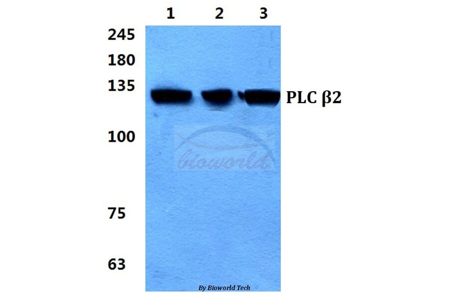 Anti-PLC β2 Antibody from Bioworld Technology (BS5860) - Antibodies.com