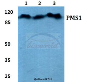 Anti-PMS1 Antibody from Bioworld Technology (BS5861) - Antibodies.com