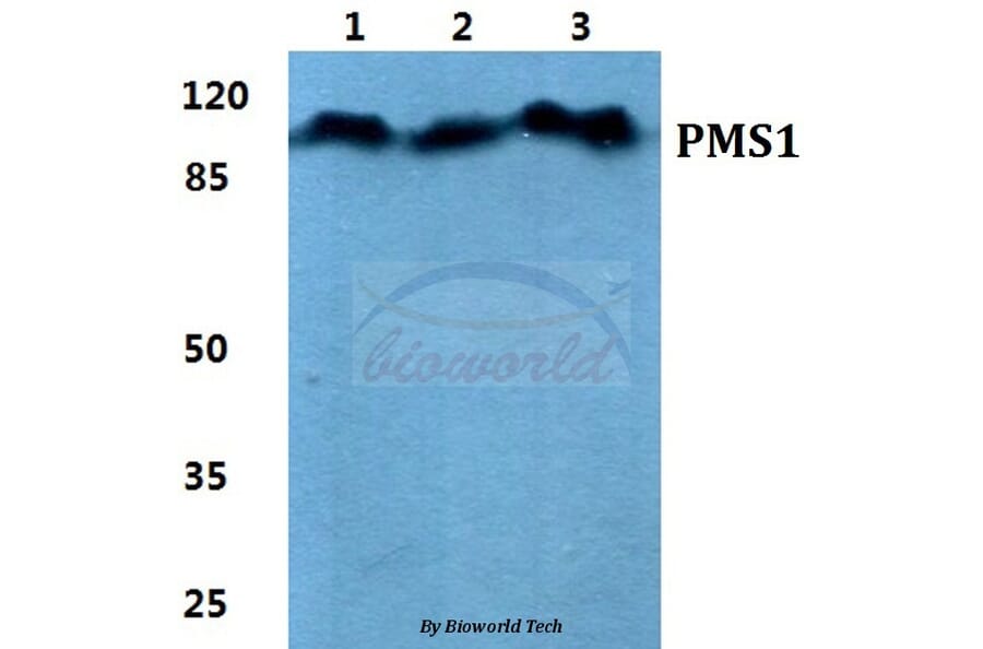 Anti-PMS1 Antibody from Bioworld Technology (BS5861) - Antibodies.com