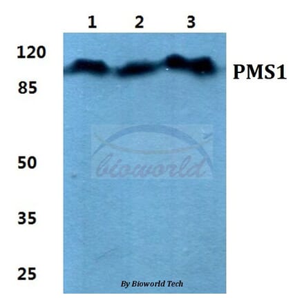 Anti-PMS1 Antibody from Bioworld Technology (BS5861) - Antibodies.com