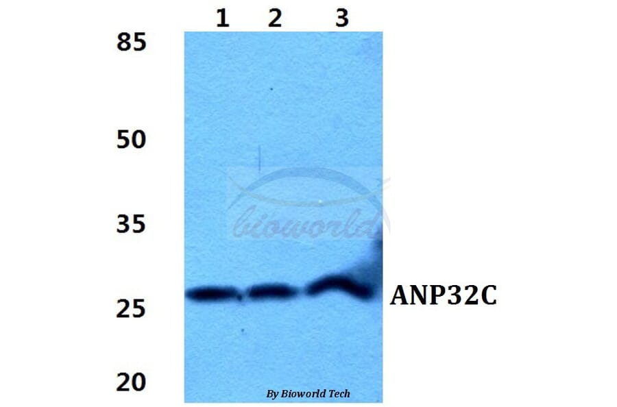 Anti-ANP32C Antibody from Bioworld Technology (BS5864) - Antibodies.com