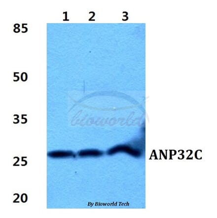 Anti-ANP32C Antibody from Bioworld Technology (BS5864) - Antibodies.com