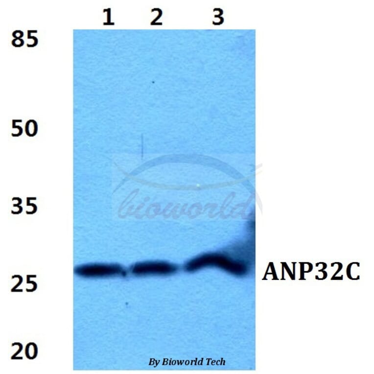 Anti-ANP32C Antibody from Bioworld Technology (BS5864) - Antibodies.com