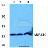 Anti-ANP32C Antibody from Bioworld Technology (BS5864) - Antibodies.com