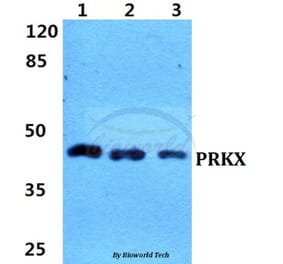 Anti-PRKX Antibody from Bioworld Technology (BS5865) - Antibodies.com