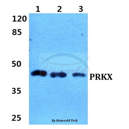 Anti-PRKX Antibody from Bioworld Technology (BS5865) - Antibodies.com
