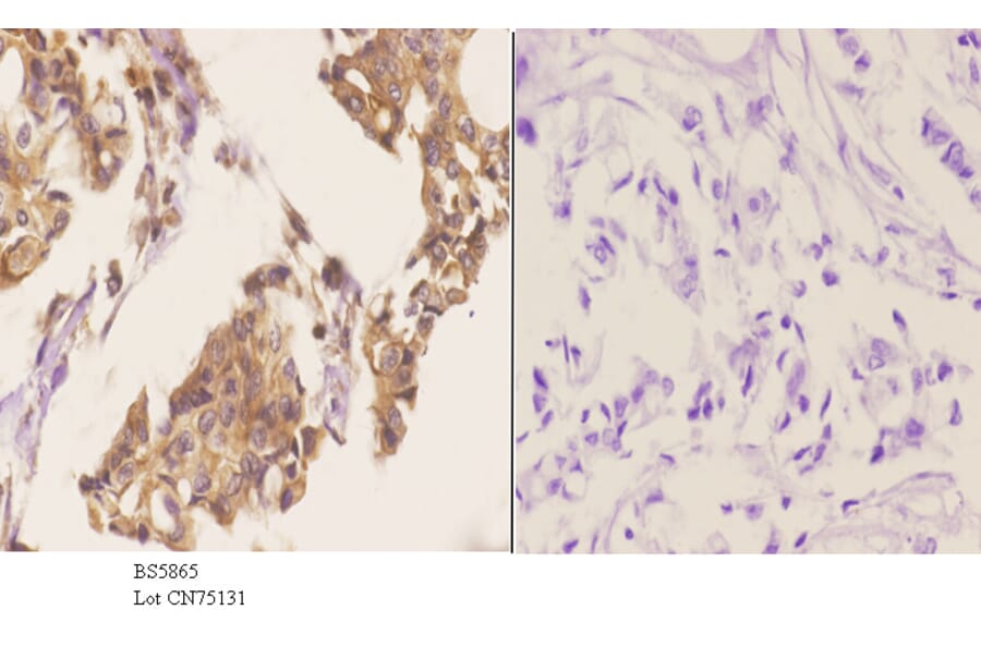Anti-PRKX Antibody from Bioworld Technology (BS5865) - Antibodies.com