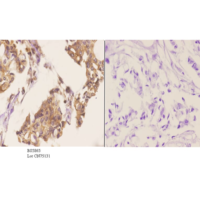 Anti-PRKX Antibody from Bioworld Technology (BS5865) - Antibodies.com